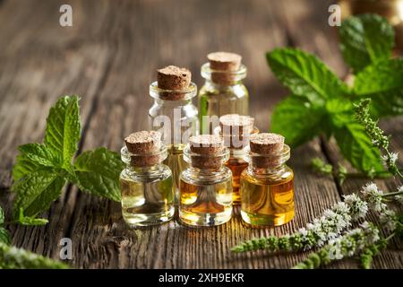 Diverse bottiglie di olio essenziale per aromaterapia con foglie di menta piperita e fiori freschi Foto Stock