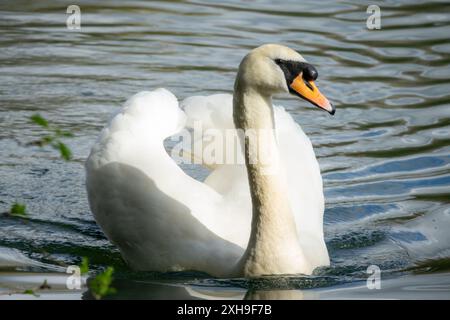 Un cigno bianco nuota graziosamente in un corpo d'acqua, i suoi eleganti movimenti creano increspature sulla superficie. Foto Stock