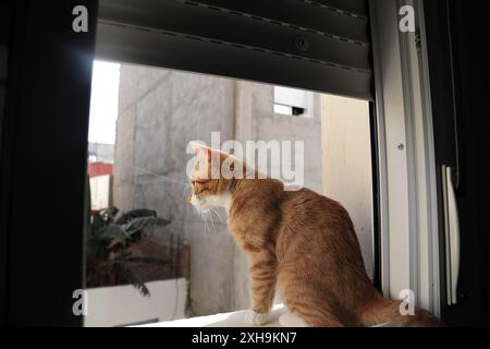 Uno zenzero e un gatto bianco seduti su un davanzale, bagnati dalla luce del sole. Sullo sfondo si possono vedere le facciate degli edifici residenziali. Foto Stock