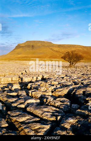 Ingleborough collina sorge sopra tipico paesaggio carsico della pavimentazione di pietra calcarea vicino Ingleton nello Yorkshire Dales National Park, Inghilterra Foto Stock