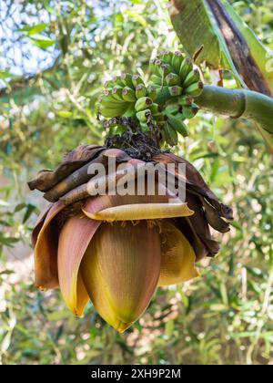 Gambo floreale della robusta banana giapponese con bratti sovrapposti che nascondono i fiori e la frutta che si sviluppano Foto Stock