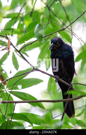 Il Common Grackle, con il suo piumaggio nero iridescente e gli occhi gialli impressionanti, è stato avvistato appollaiato su un ramo d'albero. Questa foto cattura il suo grassetto pre Foto Stock