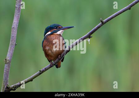 KingFisher, Alced atthis, arroccato su Twig con sfondo diffuso Foto Stock