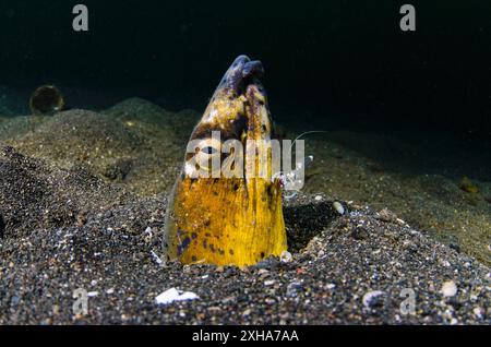 anguilla di serpente con spalle scure, anguilla di serpente con sella, anguilla di serpente con collo nero, anguilla di serpente con una sola banda, Ophichthus cephalozona, essendo clea Foto Stock