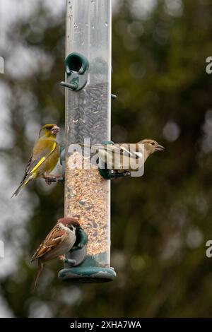 Uccelli da giardino britannici che visitano un alimentatore per uccelli Foto Stock