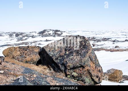 Licheni che crescono sulle rocce durante lo scongelamento primaverile a Iqaluit, Nunavut, Canada Foto Stock