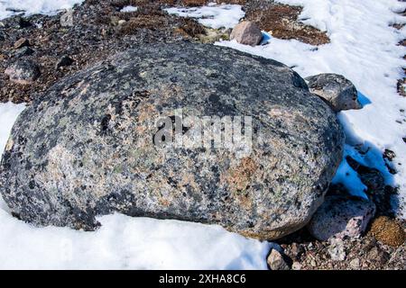 Licheni che crescono sulle rocce durante lo scongelamento primaverile a Iqaluit, Nunavut, Canada Foto Stock