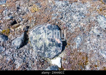 Licheni che crescono sulle rocce durante lo scongelamento primaverile a Iqaluit, Nunavut, Canada Foto Stock