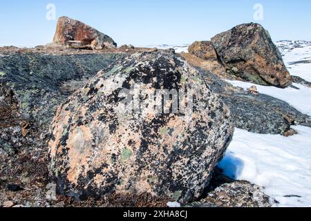 Licheni che crescono sulle rocce durante lo scongelamento primaverile a Iqaluit, Nunavut, Canada Foto Stock