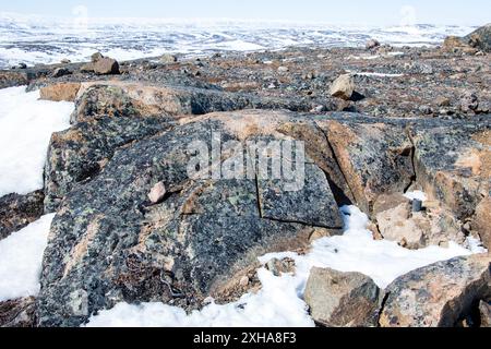 Licheni che crescono sulle rocce durante lo scongelamento primaverile a Iqaluit, Nunavut, Canada Foto Stock