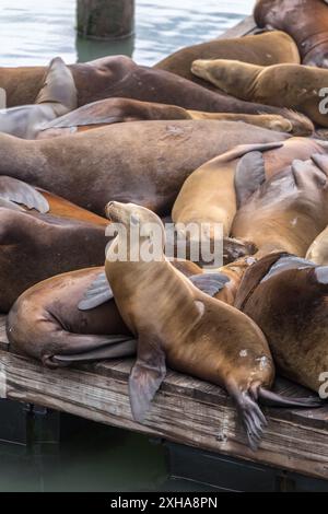 California Sea Lions al Molo 39 di San Francisco Foto Stock