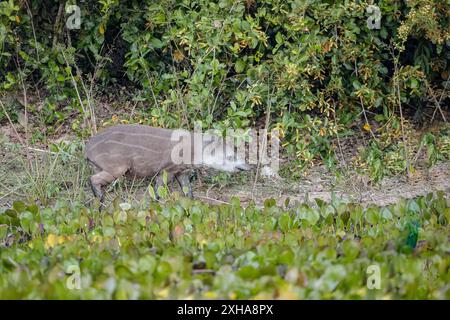 Tapir sudamericano, Tapirus terrestris, aka tapir brasiliano, tapir amazzonico, vitello, Mato grosso, Brasile, Sud America Foto Stock