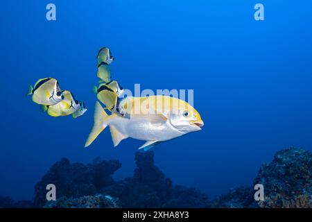 Pesce barbiere, pesce farfalla blattresed, Johnrandallia nigrirostris, pulizia Revillagigedo Sea chub, Kyphosus lutescens, San Benedicto, Revillagigedo IS Foto Stock