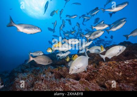 Banchina di pesce blu-bronzo, Kyphosus analogus e altri pesci della barriera corallina, visitando una stazione di pulizia, facendoti pulire da barbefish, blasen Foto Stock