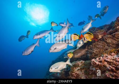 Banchina di pesce blu-bronzo, Kyphosus analogus e altri pesci della barriera corallina, visitando una stazione di pulizia, facendoti pulire da barbefish, blasen Foto Stock