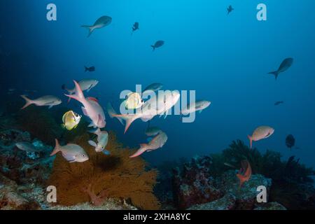 Pesce barbiere, pesce farfalla blattresed, Johnrandallia nigrirostris, pulizia del pesce creoleo del Pacifico, Paranthias colonus, punta Vicente Roca, isola Isabela, Foto Stock