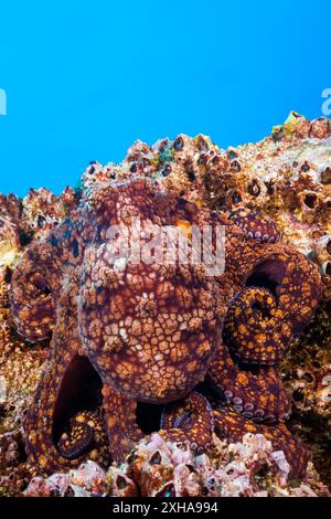 Polpo comune, Octopus vulgaris, Socorro, Isole Revillagigedo, Messico, oceano Pacifico Foto Stock