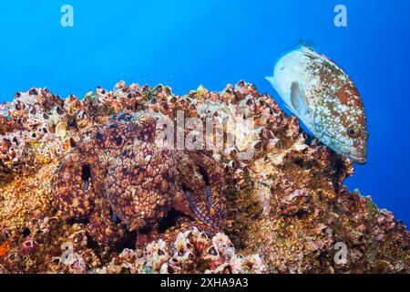 Polpo comune, Octopus vulgaris, Socorro, Isole Revillagigedo, Messico, oceano Pacifico Foto Stock