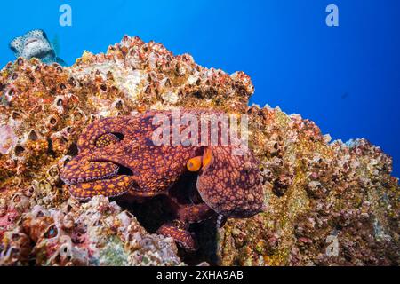 Polpo comune, Octopus vulgaris, Socorro, Isole Revillagigedo, Messico, oceano Pacifico Foto Stock