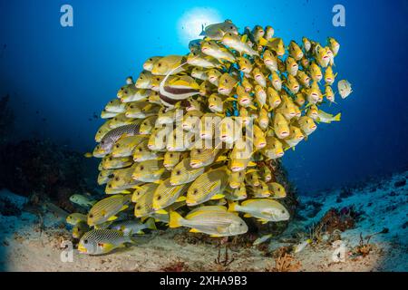 Dolcificanti a coste, Plectorhinchus polytaenia, detti anche dolcificanti a nastro giallo, e dolcificanti a banda gialla, Plectorhinchus lineatus, alias sw a banda obliqua Foto Stock