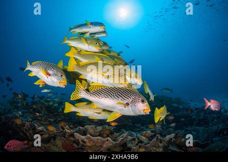 Dolcificanti a coste, Plectorhinchus polytaenia, detti anche dolcificanti a nastro giallo, e dolcificanti a banda gialla, Plectorhinchus lineatus, alias sw a banda obliqua Foto Stock