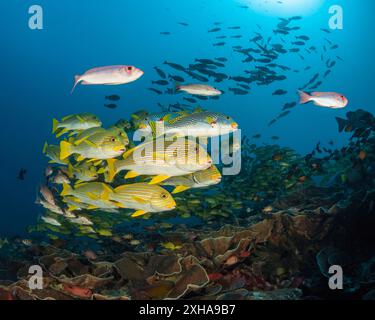 Dolcificanti a coste, Plectorhinchus polytaenia, detti anche dolcificanti a nastro giallo, e dolcificanti a banda gialla, Plectorhinchus lineatus, alias sw a banda obliqua Foto Stock