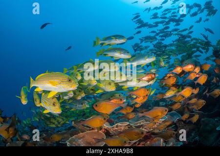 Dolcificanti a coste, Plectorhinchus polytaenia, detti anche dolcificanti a nastro giallo, e dolcificanti a banda gialla, Plectorhinchus lineatus, alias sw a banda obliqua Foto Stock