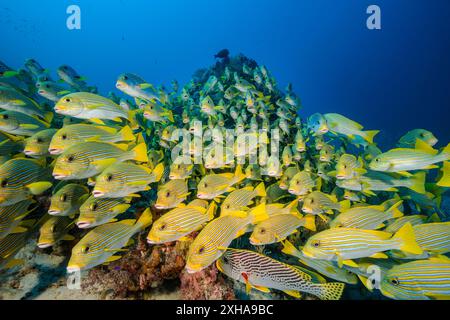 Dolcificanti a coste, Plectorhinchus polytaenia, detti anche dolcificanti a nastro giallo, e dolcificanti a banda gialla, Plectorhinchus lineatus, alias sw a banda obliqua Foto Stock