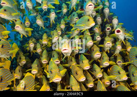 Dolcificanti a coste, Plectorhinchus polytaenia, detti anche dolcificanti a nastro giallo, e dolcificanti a banda gialla, Plectorhinchus lineatus, alias sw a banda obliqua Foto Stock