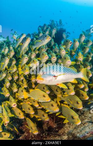 Dolcificanti a coste, Plectorhinchus polytaenia, detti anche dolcificanti a nastro giallo, e dolcificanti a banda gialla, Plectorhinchus lineatus, alias sw a banda obliqua Foto Stock