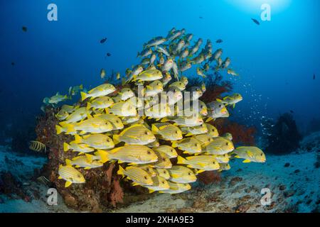 Dolcificanti a coste, Plectorhinchus polytaenia, detti anche dolcificanti a nastro giallo, e dolcificanti a banda gialla, Plectorhinchus lineatus, alias sw a banda obliqua Foto Stock