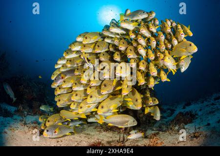 Dolcificanti a coste, Plectorhinchus polytaenia, detti anche dolcificanti a nastro giallo, e dolcificanti a banda gialla, Plectorhinchus lineatus, alias sw a banda obliqua Foto Stock