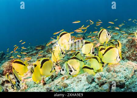 Pesce farfalla o pesce barbiere, Johnrandallia nigrirostris, che si nutrono di uova, la Paz, Baja California, Messico, Oceano Pacifico Foto Stock