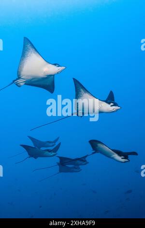 Aquila ocellata o aquila bianca, Aetobatus ocellatus, atollo Felidhu, Maldive, Oceano Indiano Foto Stock