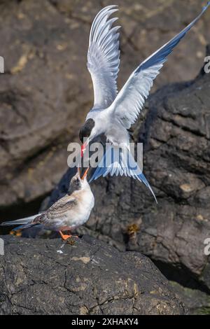 Terna artica, Sterna paradisaea, nutrire pesci al suo pulcino a Flatey Island, Islanda Foto Stock