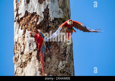 Un paio di scarlatti, Ara macao, nel nido dei Giardini Botanici Casa Orquídeas, Golfo Dulce, Costa Rica Foto Stock