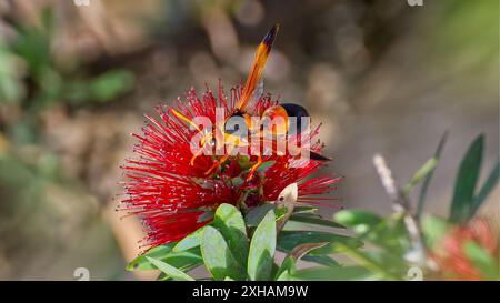 Orange Australian Hornet (Abispa ephippium) una vespa da muratore o vasaio è endemica dell'Australia nutrendosi del fiore rosso melaleuca, Queensland, Australia Foto Stock