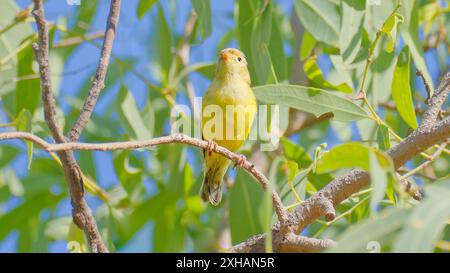 Un Weebill giallo brillante (Smicrornis brevirostris flavescens) sottospecie l'uccello più piccolo dell'Australia, arroccato su un ramo al sole, Queensland, Australia Foto Stock