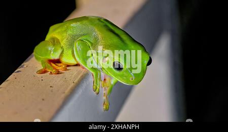 Rana australiana verde (Ranoidea caerulea/Litoria caerulea) di notte in fiaccolata su una ringhiera di casa, Burketown, Queensland, Australia Foto Stock