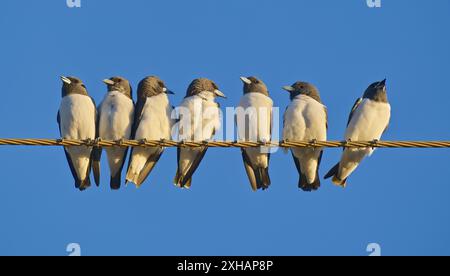 Un gruppo di legno dal petto bianco (Artamus leucorynchus) arroccato su un cavo elettrico con cielo blu a Burketown, Queensland, Australia Foto Stock