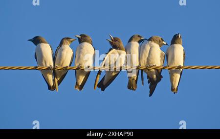 Un gruppo di legno dal petto bianco (Artamus leucorynchus) arroccato su un cavo elettrico con cielo blu a Burketown, Queensland, Australia Foto Stock