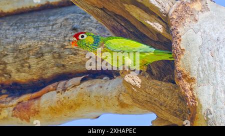 Lorikeet variegato multicolore (Psitteuteles versicolor), preparato in una corteccia di alberi di eucalipto cielo azzurro soleggiato del giorno a Mount Isa, Queensland, Australia Foto Stock