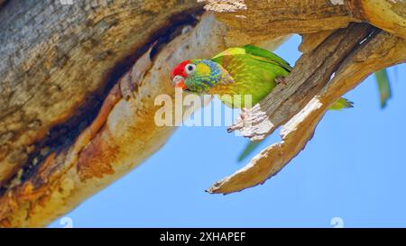 Lorikeet variegato multicolore (Psitteuteles versicolor), preparato in una corteccia di alberi di eucalipto cielo azzurro soleggiato del giorno a Mount Isa, Queensland, Australia Foto Stock