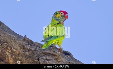 Lorikeet variegato multicolore (Psitteuteles versicolor), preparato in una corteccia di alberi di eucalipto cielo azzurro soleggiato del giorno a Mount Isa, Queensland, Australia Foto Stock