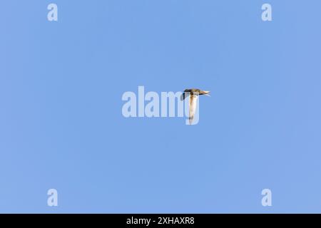 Common Swift Apus apu, adulti che girano in volo, Suffolk, Inghilterra, giugno Foto Stock