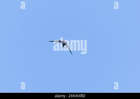 Comuni apu Swift Apus, adulti in procinto di catturare insetti in volo, Suffolk, Inghilterra, giugno Foto Stock