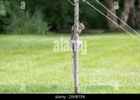 Vista ravvicinata di un grazioso scoiattolo grigio orientale appeso al tronco di un piccolo albero appena piantato in un prato residenziale Foto Stock