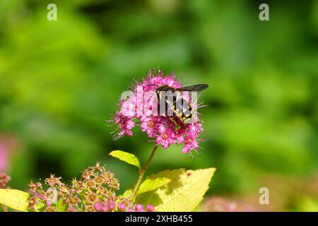 Ape di fiori dalla coda di forcella (Anthophora furcata), famiglia Apidae su fiori di spirea giapponese (Spirea Japonica 'Goldflame'). Famiglia delle rose (Rosaceae). Estate Foto Stock