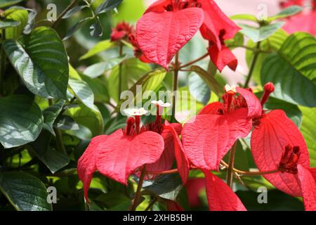 Bandiera rossa cespuglio (Mussaenda erythrophylla) in fiore : (Pix Sanjiv Shukla) Foto Stock