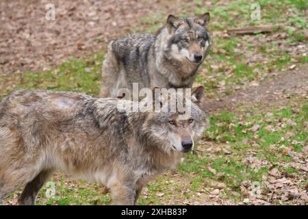 Wolf Europaeischer Grauwolf in Aktion Wolf Grauwolf *** Lupo grigio europeo in azione Lupo grigio Foto Stock